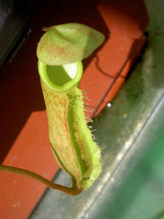 Nepenthes alata 'Sibuyan Island'